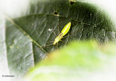 Heksenkruidsteltwants - Metatropis rufescens.JPG