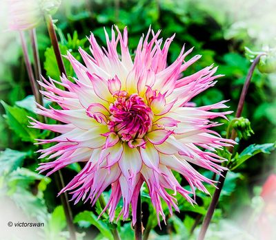 Dahlia-Jennie.JPG