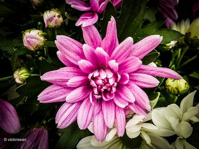 Chrysant.JPG