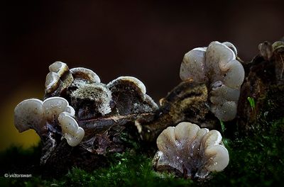 Viltig judasoor - Auricularia mesenterica .jpg