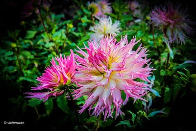 Dahlia-Jennie.JPG