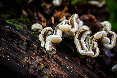 Viltig judasoor - Auricularia mesenterica .jpg