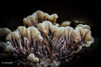 Viltig judasoor - Auricularia mesenterica .jpg