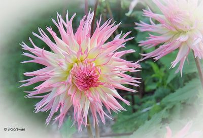 Dahlia-Jennie.JPG