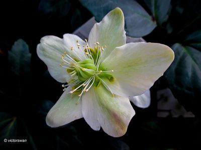 Helleborus.JPG