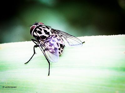 Graphomya maculata .JPG
