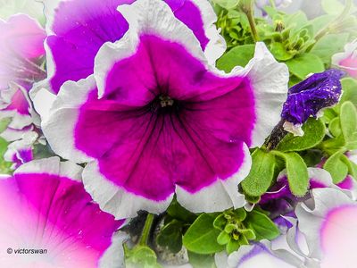Petunia .JPG