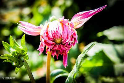 Dahlia-Jennie.JPG