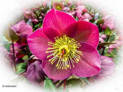 Helleborus.JPG