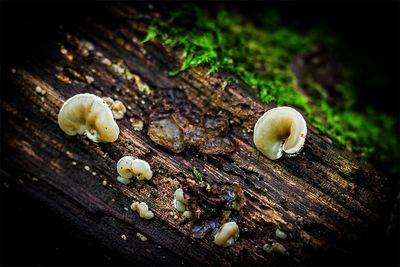 Viltig judasoor - Auricularia mesenterica .jpg