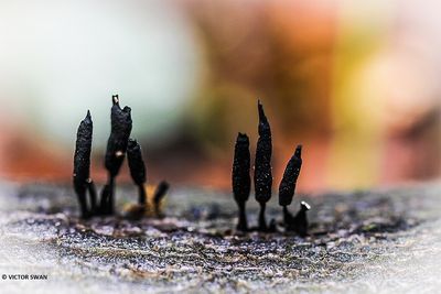 Geweizwammetje - Xylaria hypoxylon.JPG