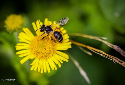kruiskruidzandbij - Andrena denticulata .JPG