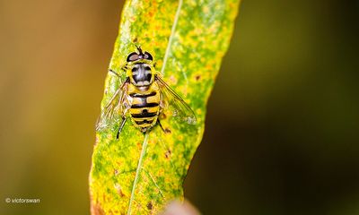 Doodskopzweefvlieg - Myathropa florea .JPG