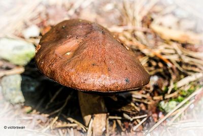 Bruine ringboleet - Suillus luteus .JPG