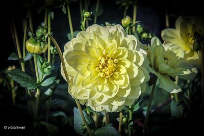 Dahlia-Glory of heemstede .JPG