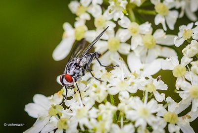 Eustalomyia hilaris .JPG