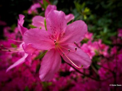 Rododendron .JPG