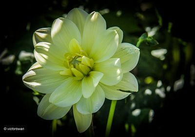 Dahlia-Glory of heemstede .JPG