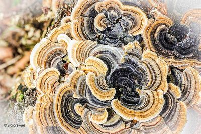 Gewoon elfenbankje - Trametes versicolor .JPG