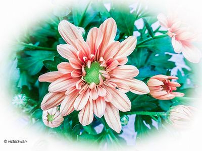 Chrysant.JPG