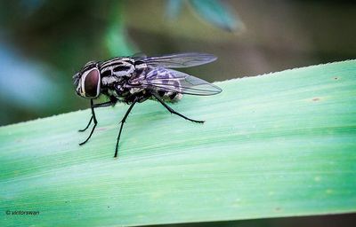 Graphomya maculata .JPG