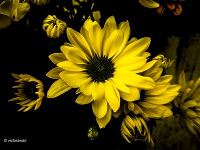 Chrysant.JPG