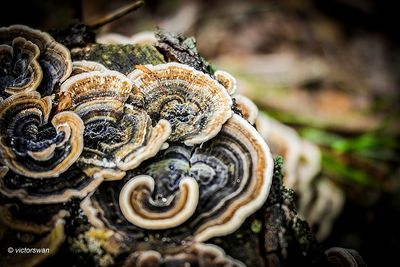 Gewoon elfenbankje - Trametes versicolor .JPG