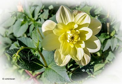 Dahlia-Glory of heemstede .JPG