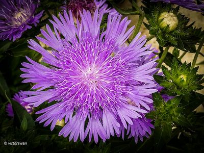 Stokesia .JPG