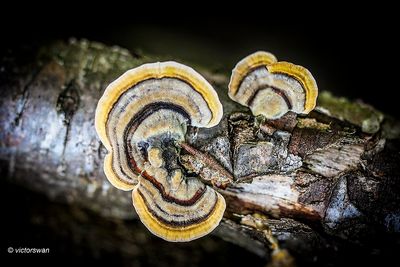 Gewoon elfenbankje - Trametes versicolor .JPG