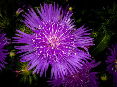 Stokesia .JPG
