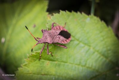 Zuringwants Coreus marginatus.JPG