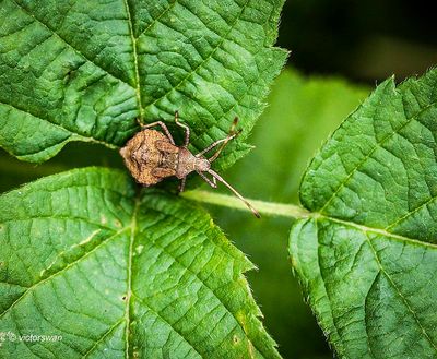 Zuringwants Coreus marginatus.JPG