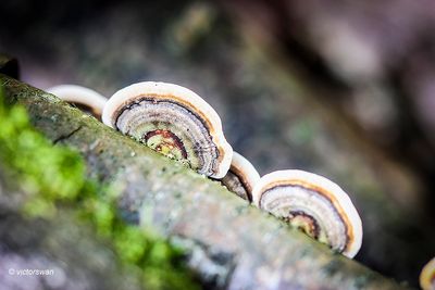 Gewoon elfenbankje - Trametes versicolor .JPG