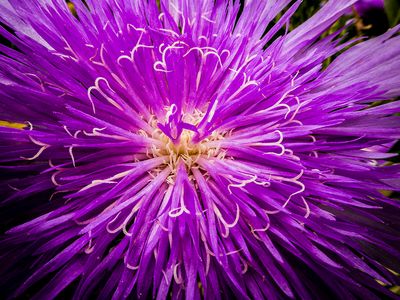 Stokesia .JPG