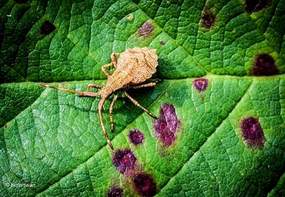 Zuringwants Coreus marginatus.JPG