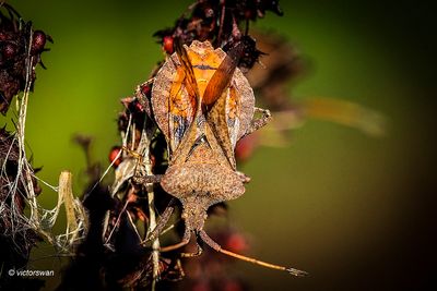 Zuringwants Coreus marginatus.JPG