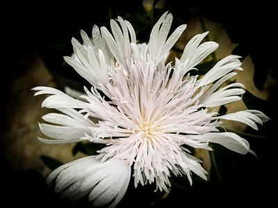 Stokesia .JPG