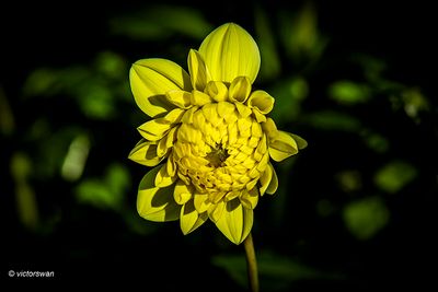 Dahlia-Glory of heemstede .JPG