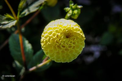 Dahlia-Little Scottie .JPG