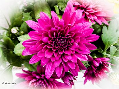 Chrysant.JPG