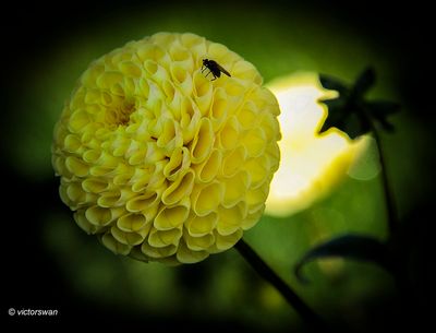 Dahlia-Little Scottie .JPG