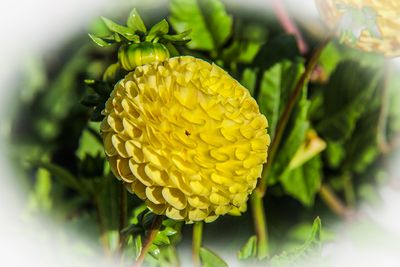Dahlia-Little Scottie .JPG