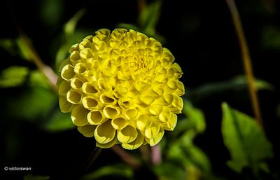 Dahlia-Little Scottie .JPG
