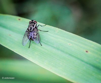 Graphomya maculata .JPG