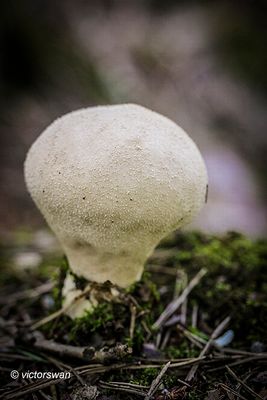 Parelstuifzwam ·- Lycoperdon perlatum.JPG