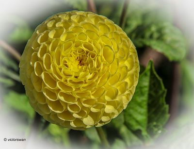 Dahlia-Little Scottie .JPG