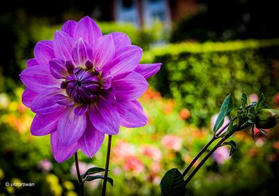 Dahlia-Liliabloem .JPG