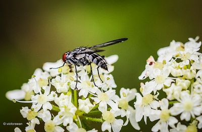 Eustalomyia hilaris .JPG