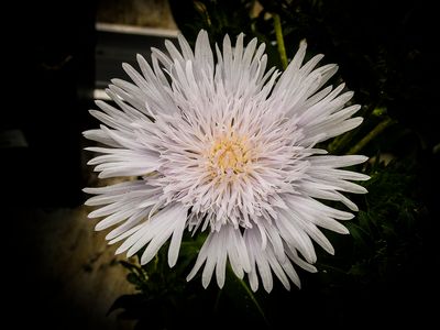 Stokesia .JPG